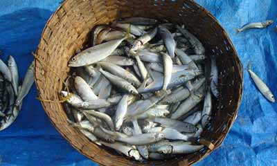 sardines omega 3