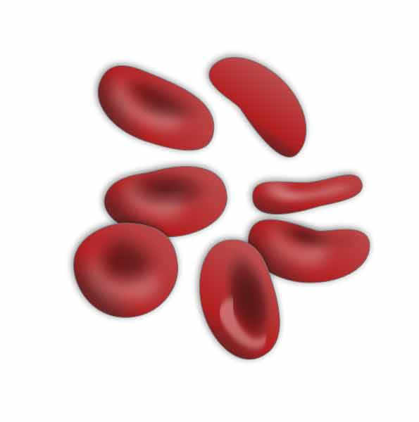 rode bloedcellen ijzeropname