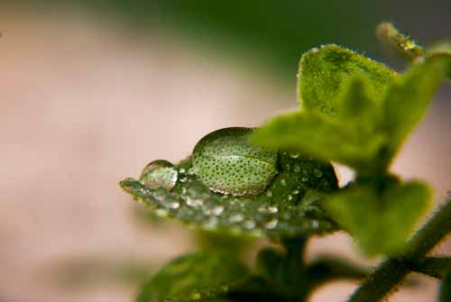 oregano plant